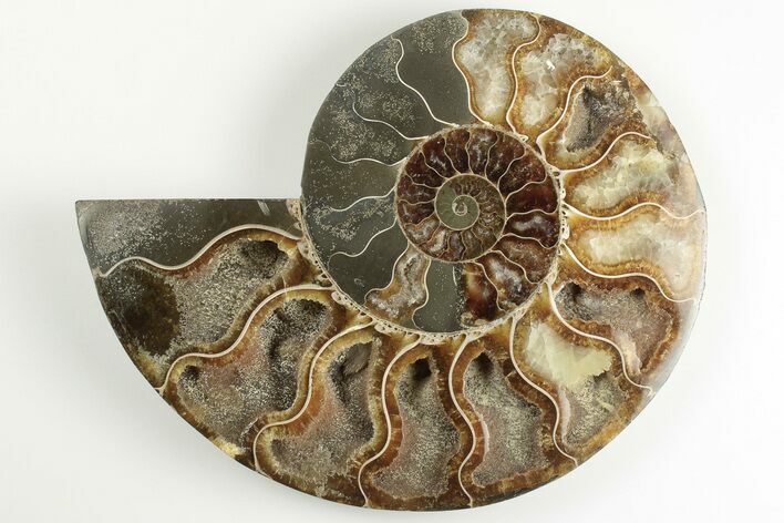 5.6" Cut & Polished Ammonite Fossil (Half) - Madagascar